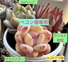 ペコン様 リクエスト 2点 まとめ商品