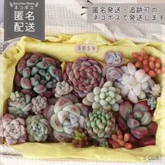 多肉植物 カット苗 詰め合わせ 寄せ植えセット エケベリア ｜S059