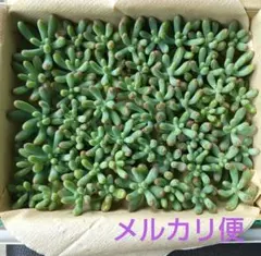多肉植物 セダム 恋心 カット苗 詰め合わせ 【宅急便コンパクト】