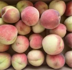 早朝収穫‼️ 新鮮✨️ 桃 大久保 硬い桃 家庭用 加工用 硬め 3kg以上のサムネイル
