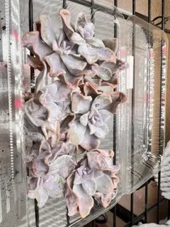 ❤️専用出品❤️✨メルカリ便✨クリスペートビューティー  ❤️抜き苗❤️パープル札 2025年最新】クリスペートビューティの人気アイテム - メルカリ