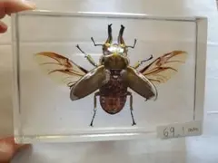 ニジイロクワガタ 樹脂標本 - メルカリ