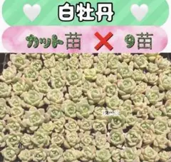 今季ラストです❗️白牡丹　カット苗✖️9 ふっくらとした淡い色合いの葉が美しい❤️多肉のサムネイル