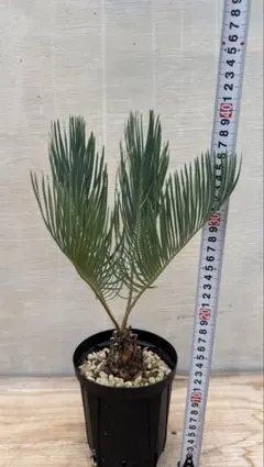 コレクション株 サイカス カイルンシアナ 赤肌 - メルカリ