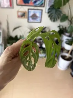 Sachimama様 リクエスト 2点 まとめ商品