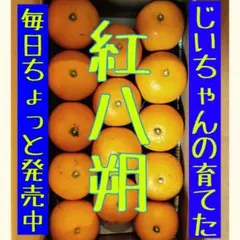 木なり完熟　紅八朔　8.4kg
