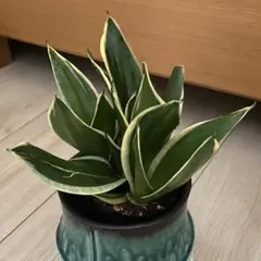 美株　希少　サンスベリアビューティークイーン　中株　レア　鉢ごとメルカリ便③ 美株 希少 サンスベリアビューティークイーン 中株 レア 鉢ごと