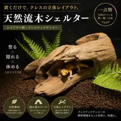 SHELTER〈信楽焼〉クラックウェットシェルターLサイズ レオパ