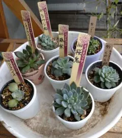 つぶつぶ屋✡️クラッカー かもめ 岩男✡️ 多肉 抜き苗 こんつぶー