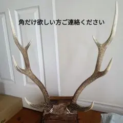 ニホンシカの頭骨 角 ハンティングトロフィー - メルカリ