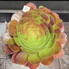 73#多肉植物アエオニウム錦❤️マダラシカ ❤️1大頭14cm拔き苗 - メルカリ