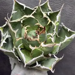 2025年最新】アガベ大株の人気アイテム - メルカリ