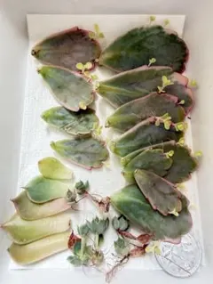 ルイパパさん苗 2点セット　鬼珠×青鬼 鬼珠×ブランシュール　札、鉢付き ルイパパさん苗 2点セット 鬼珠×青鬼 鬼珠×ブランシュール 札、鉢付き