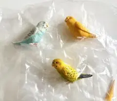 セキセイインコ セット