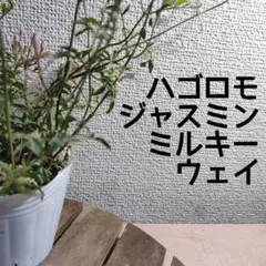 【第四種無料】斑入り ハゴロモジャスミン ミルキーウェイ 苗A ガーデニング