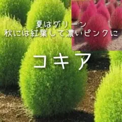 toshiko様 リクエスト 4点 まとめ商品