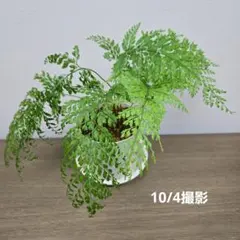 やんり様 リクエスト 2点 まとめ商品