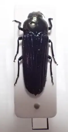 2026年最新】タマムシ標本の人気アイテム - メルカリ