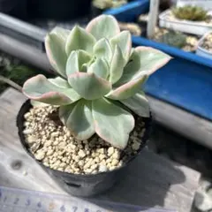 メルカリ便】多肉植物 紫の上 サボテン相談室 ＊古い札付き - メルカリ