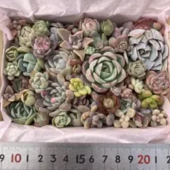 J*J様 E.多肉植物＊詰め合わせ・寄せ植え（小10×14cm箱）【カット苗】【