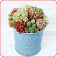 ❤多肉植物❤そのまま飾れる寄せ植え❤鉢ごと発送❤