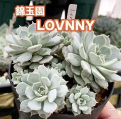 にゃんた ₍˄·͈༝·͈˄₎♡様 リクエスト 3点 まとめ商品のサムネイル