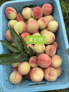 朝採りまどか5kgクール便発送 朝採りまどか5kgクール便発送 - メルカリ