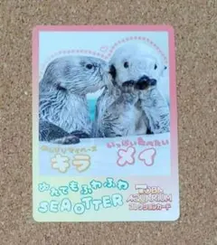 鳥羽水族館 とばすいコレカ2 ラッコ キラちゃん メイちゃん - メルカリ