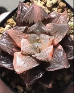 O*Z様 多肉植物 ハオルチア 火炎錦 鮮明錦 超美品 極上斑 - メルカリ