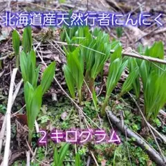 新鮮なにんにく 大量生にんにく　葉にんにく　新ニンニク　大蒜5kg 新鮮なにんにく 大量生にんにく 葉にんにく 新ニンニク 大蒜5kg - メルカリ
