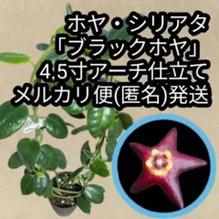 ホヤ・クティス−ポルセラーナ 4.5寸アーチ仕立て メルカリ便(匿名
