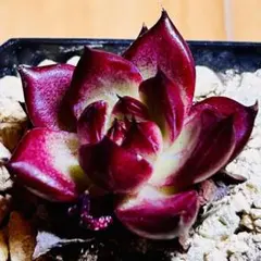 多肉植物 センペルビウム ブラウアーリッター No.50【緑】 - メルカリ