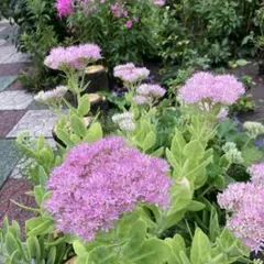 Fujiko_Fuji様 リクエスト 2点 まとめ商品