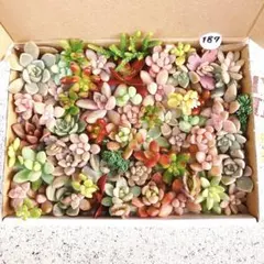 187 多肉植物　カット苗　詰め合わせ　セダム　セット　エケベリア　寄せ植え