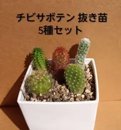 2026年最新】サボテン、の人気アイテム - メルカリ