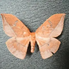 テングアゲハ♂♀標本 ★北ベトナム産69/80mm 黄金天狗より入荷少美麗標本 テングアゲハ♂♀標本 ☆北ベトナム産69/80mm 黄金天狗より入荷少美麗