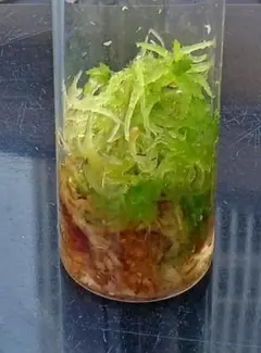 生ミズゴケ 栽培品 12枝　生水苔のサムネイル