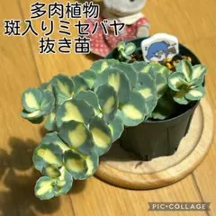 多肉植物 白雪ミセバヤ 抜き苗 根付き こけし - メルカリ