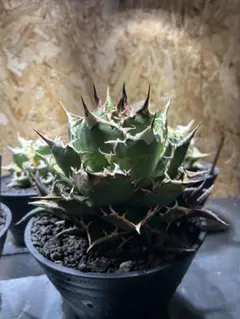 2026年最新】アガベチタノタ 子株の人気アイテム - メルカリ