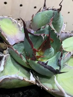 Pecora様 リクエスト 2点 まとめ商品