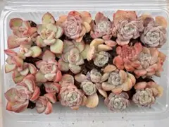 訳あり　小苗詰め合せ　エケベリア　多肉植物