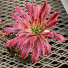 2026年最新】アエオニウムの人気アイテム - メルカリ