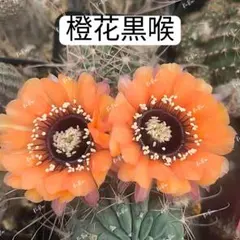 56−白花緑喉 良香り 丸花弁 新品種花サボテン ロビビア属 カキコ