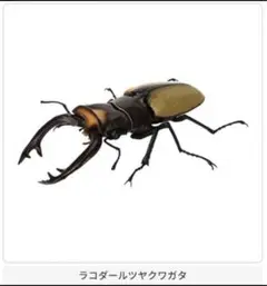 いきもの大図鑑 くわがた09 ラコダールツヤクワガタ