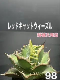 アガベ　チタノタ　レッドキャットウィーズル　自社OC株‼️鉢植え発送‼️ 98のサムネイル