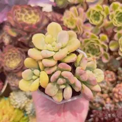 2026年最新】洛神多肉の人気アイテム - メルカリ
