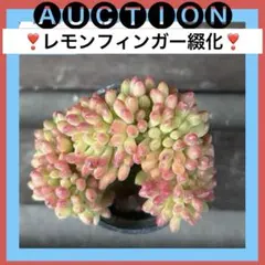 コ*ネ様 ⚠️オークション⚠️ 現品 エケベリア 寄せ植え 多肉弁当 多肉植物