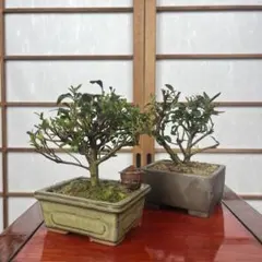さつき 皐月 【菊姫】樹高26cm 八重咲き 盆栽 - メルカリ