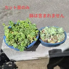 多肉植物カット苗セット(鉢は含まれません)