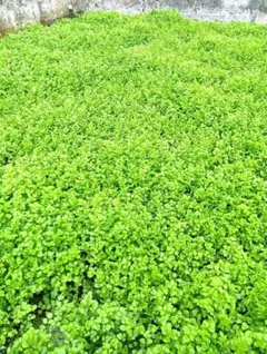 （てっと様専用）せり